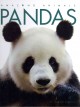 Go to record Pandas